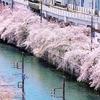 京急　大岡川の桜　２０１９　その１