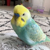 一羽のセキセイインコがただただカワイイ（くーちゃんnoriko）