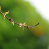 春雨で・・濡れてまいった。