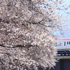 長野電鉄村山付近の桜が開花