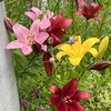 今日のかわいいブログ花〖 ゴ ー ル ド リ リ ー 〗