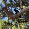 鳥が鳥を食べる