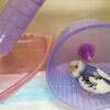 【ハムスターハウス暮らしのインコ】おねだりここちゃん、猫じゃらしにハマる！【インコのおもちゃ】