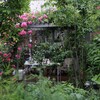 「シェルブールの雨傘」みたいなOpen garden