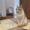 雨田甘夏、絶好調です。【猫と若者と脂乗り事情】
