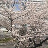 今年の桜