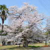 「桜」・・今日が最後と想い。