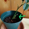 バラの挿し木に挑戦