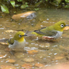 労働公園の野鳥を紹介（２０２０　０５１４）夕方探鳥　その２。