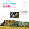 Sugarcane Silage: why this is great for dairy cows?