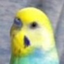 怪鳥インコのブログ