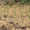 庭で冬野菜11【玄関前路地の経緯】