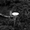 Leucocoprinus fragilissimus - The Shadow Over Fungus