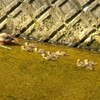 子連れのカルガモ　懐かしの鳥ヤマセミ
