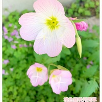ハナニラの花 - choco218's blog