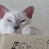 黒かった猫の顔が白くなってきました。～サイアミーズ遺伝子
