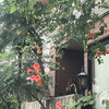 凌霄花