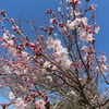 春日野国際フォーラム甍の小彼岸桜２０２０年（３月中旬～下旬）