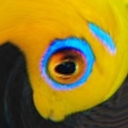 centropygeflavissima's blog