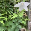 隣の芝生は青い？