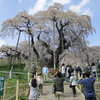 観桜旅行もかねて