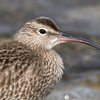 近くの県へ鳥見に行ったよ（２０２１　０５０９）その６。