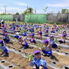 🌱芋苗🌱ポップコーン苗植え🌱