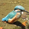 武蔵関公園_カワセミもいたよ！（東京都練馬区）