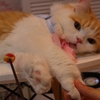 ⋆⋆猫カフェ癒しデート⋆⋆