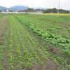 今秋の野菜