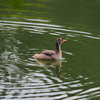 今週の鳥撮り[カイツブリ][ダイサギ][カワセミ]