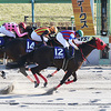 2019フェブラリーステークス(G1) コース傾向・有力馬ジャッジ(追い切り等)