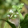 清流近くで見られた植物たち
