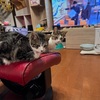最近モヤっとすること。