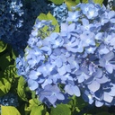 紫陽花の花束を
