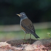 2023.04　マミチャジナイ (Eyebrowed thrush)