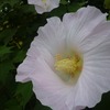 今日のお花は南足柄のふくざわ公園と千津島の酔芙蓉！色の変化を確認しました。