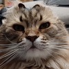 【親の介護】 #279 猫の耳を裏返して遊ぶ母【ねこのおしごと】