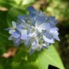 富士山を求めてでかけたけど見えなかったので、紫陽花を観てきた。