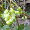 葡萄🍇も大きくなりました(≧∇≦)b