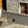黒猫いっぱい