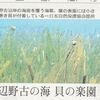 辺野古　の　海　　貝　の　楽園