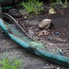 ハクセキレイ成鳥と幼鳥2羽(大阪城野鳥探鳥 20200718 4:40-8:40)