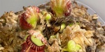 セファロタス成長記録=2026/5月25日 #食虫植物 #セファロタス #icos #著作権無料 #BGM