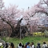 山高神代桜