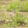 佐賀県に鳥を見に行ったよ（２０２０　０２０９）その２。