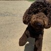 老犬ホームあん｜新人さん ラキ＆レア^^