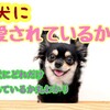 愛犬に愛されているか度数チェック