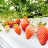 いちご🍓狩り情報5/16(火)開園日です。