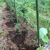 ミニトマトの定植中